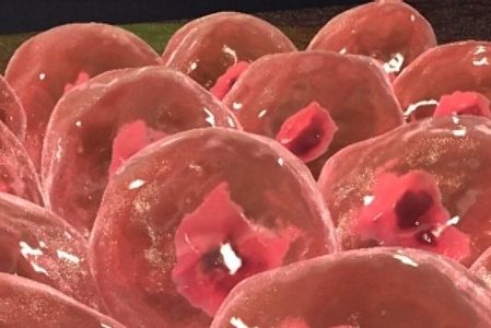 เซลล์ อาหารเซลล์ มะเร็ง สุขภาพ